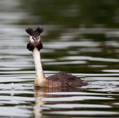 Great crested grebe