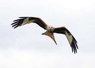 Red Kite