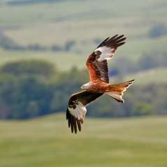 Red kite