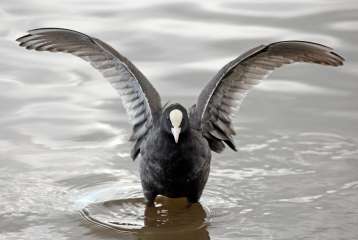 Coot