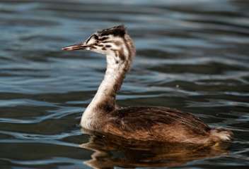 Great crested grebe