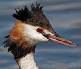 Great crested grebe