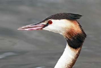 Great crested grebe