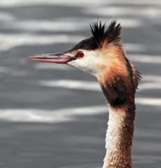 Great crested grebe