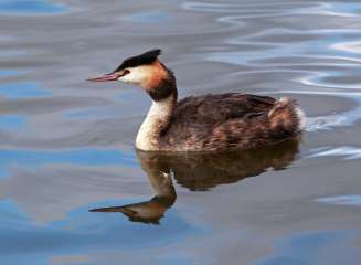 Great crested grebe