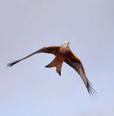 Red Kite