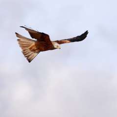 Red Kite