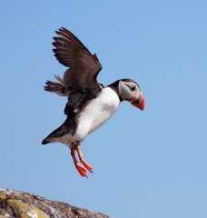 Puffin