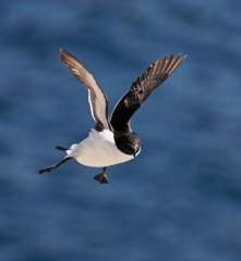 Razorbill