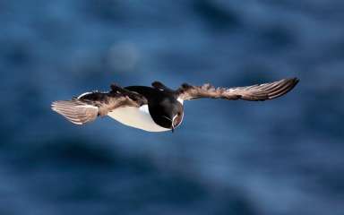 Razorbill