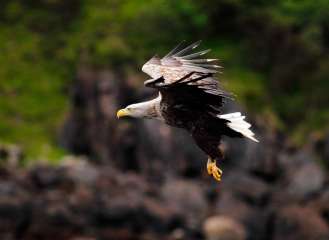 White Tailed Sea Eagle