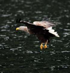 White Tailed Sea Eagle