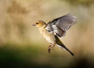 Chaffinch