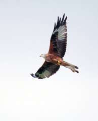 Red kite