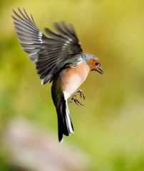 Chaffinch