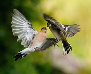 Chaffinches