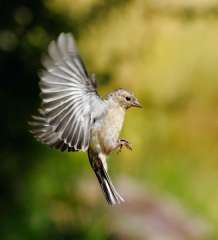 Chaffinch