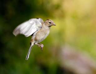 Chaffinch