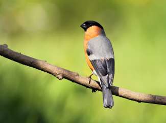 Bullfinch