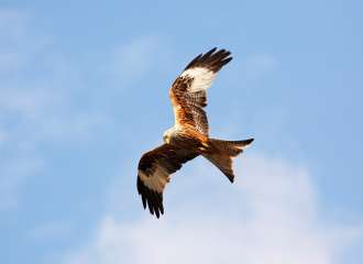 Red Kite