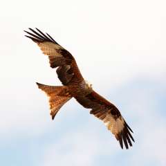 Red Kite