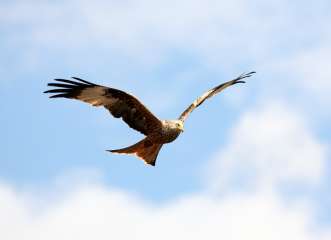 Red Kite