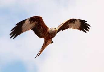 Red Kite