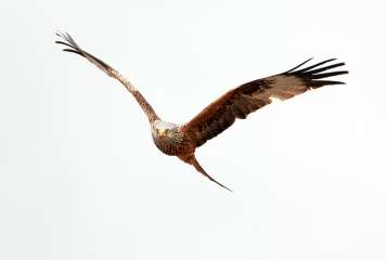 Red Kite