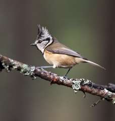 Crested tit