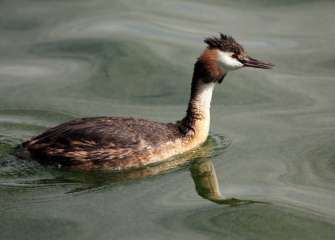 Great crested grebe