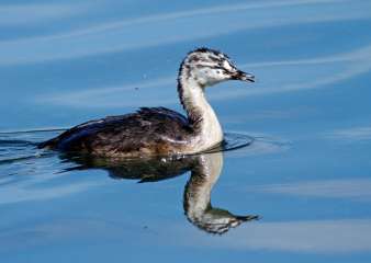 Great crested grebe (Juvenile)