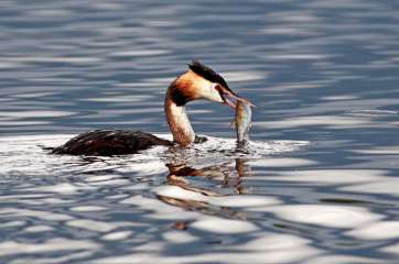 Great crested grebe