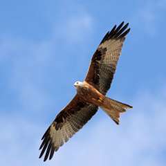 Red Kite