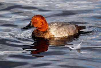 Pochard