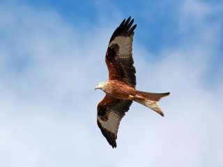 Red Kite