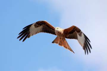 Red Kite