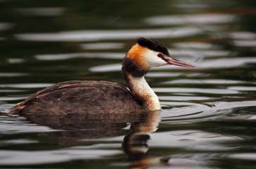 Great crested grebe