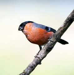 Bullfinch