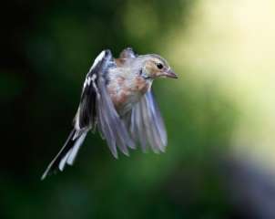 Chaffinch