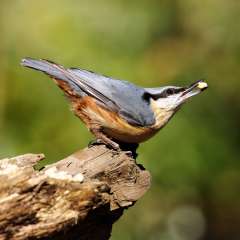 Nuthatch