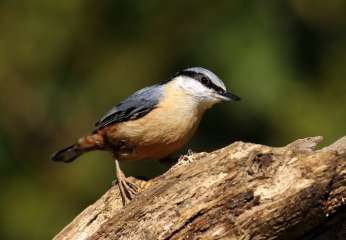 Nuthatch