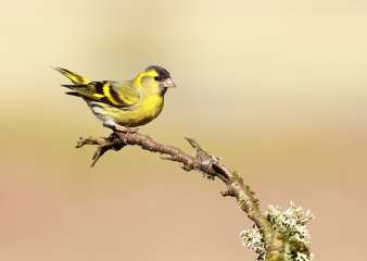 Siskin