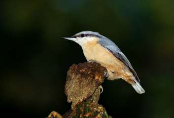 Nuthatch