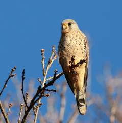 Kestrel