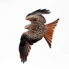 Red Kite