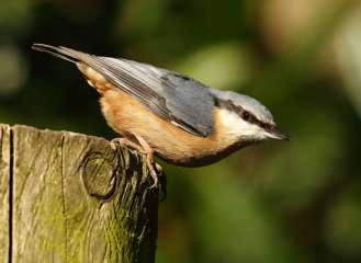 Nuthatch