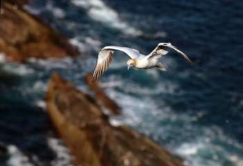 Northern Gannet