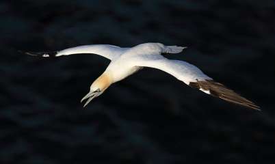 Northern Gannet