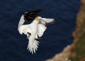 Northern Gannet