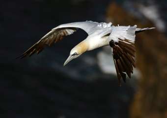 Northern Gannet